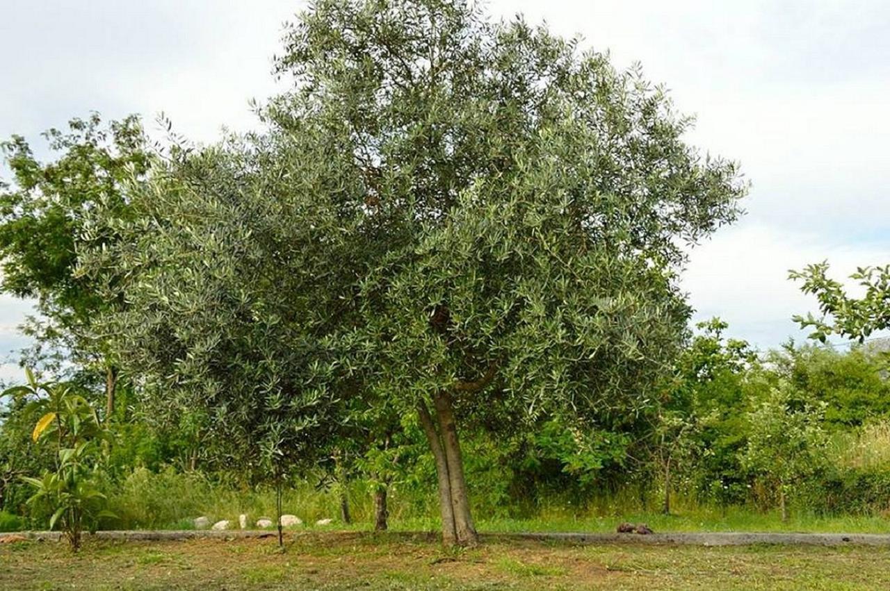 Ivan'S Holiday Home Virpazar Dış mekan fotoğraf